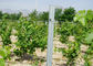 Environmental Protection Vineyard Fence Posts No Poison No Secondary Pollution