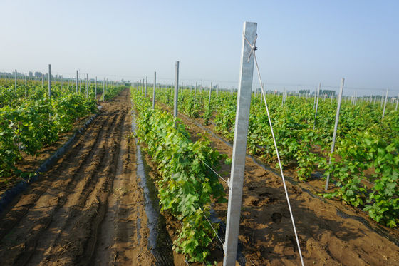 8ft電流を通されたHの穴のタイプ2mmのブドウ園の格子垣のポスト