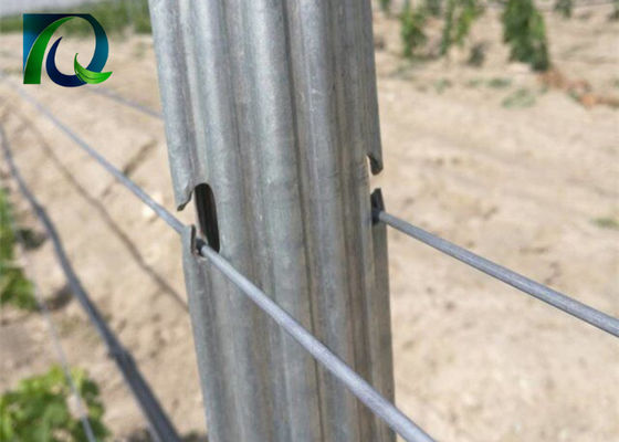 鋼鉄は1.6-3.0MMワイヤーのための1.8mのブドウ園の格子垣のポストに金属をかぶせる