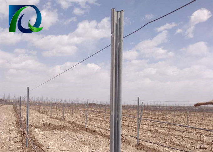 54x30MMの耐候性がある鋼鉄ブドウ園の塀のポストのブドウのつる サポート格子垣